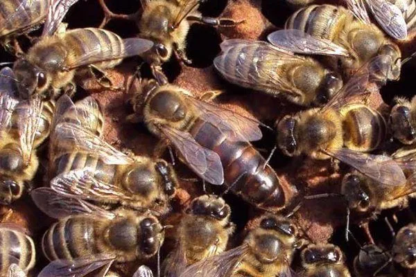 Пчёлы Карника