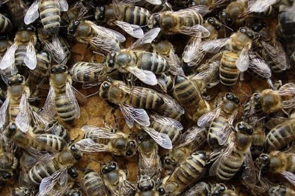 Кавказские пчёлы