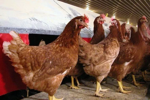 Способ кормления цыплят-бройлеров