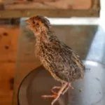 Птенец перепела