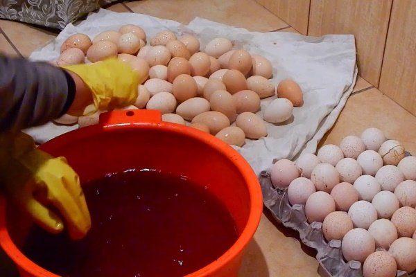 Подготовка яиц к инкубатору 