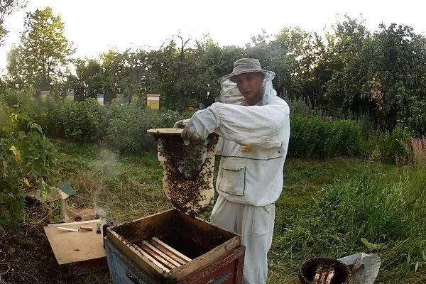 Пасечник вылавливает пчёл