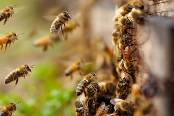 Описание пород пчел и отличия между ними
