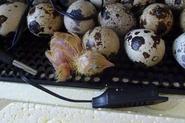 Инкубация яиц техасского перепела