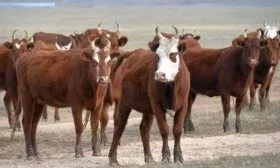 Калмыцкая порода коров