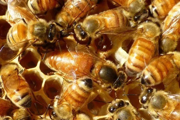 Итальянские пчёлы