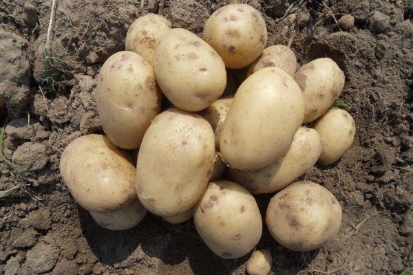Лучшие отечественные сорта картофеля: посадка и уход