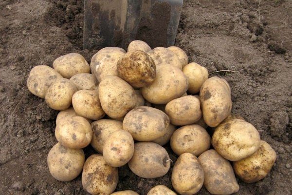 Хорошие сорта картошка: посадка и уход