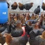 Куры в курятнике