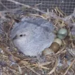 самка китайского расписного перепела сидит на кладке