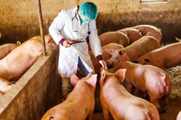 Ветеринар оглядывает свиней