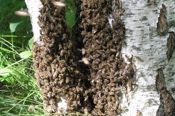 Лесные пчёлы