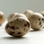 Инкубация перепелиных яиц