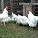 Белый Маран