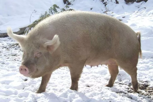 Сибирская северная порода свиньи