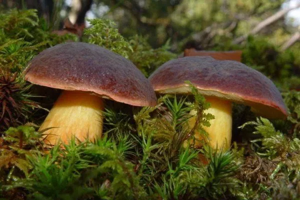 Польский гриб 