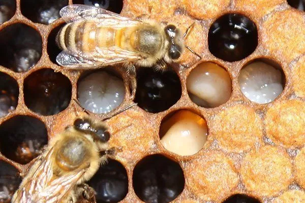 Гнилец у пчёл 