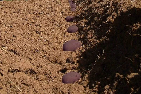 Посадка фиолетового картофеля