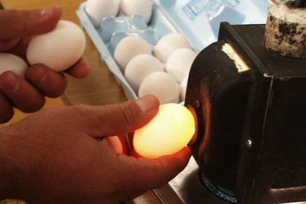 Проверка яиц овоскопом 