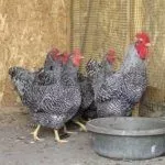 Птица Амрокс в курятнике