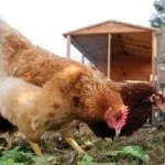 Выгул курей Редбро