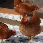 Порода кур Родониь