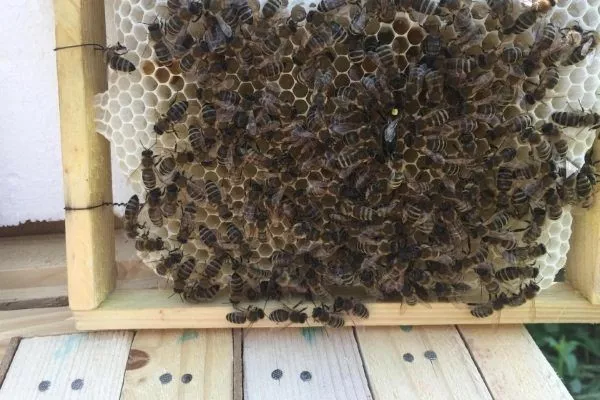 Карпатская порода пчел
