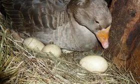 Первая кладка яиц