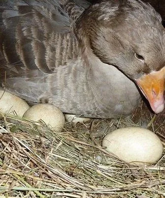Первая кладка яиц