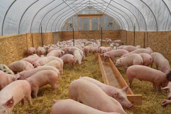 рожа болезнь у свиней можно ли есть мясо