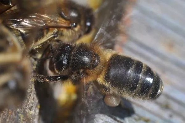 Пчелы среднерусской породы