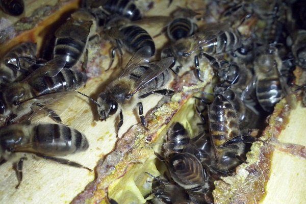 Породы Пчел И Их Характеристика С Фото