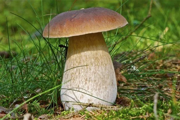 Съедобные грибы Украины: описание, фото, грибные места и сезоны