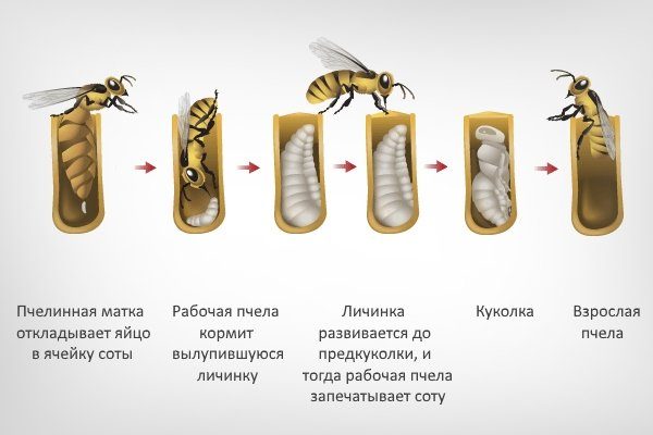 Цикл развития пчеломатки схема