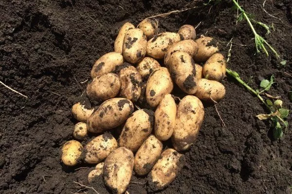 Картофель Импала: описание и характеристика сорта, выращивание, отзывы