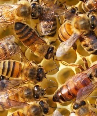 Украинская степная порода пчёл