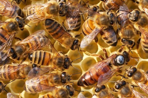 Породы пчел с фото и описанием отличия