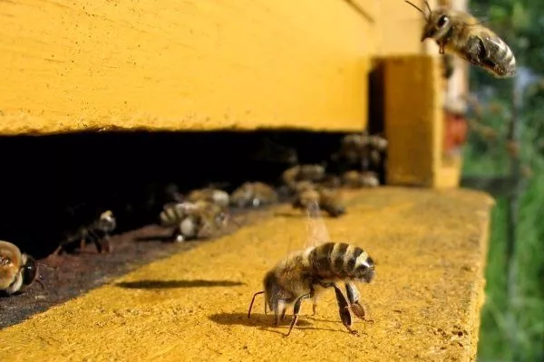 Пчелы-воровки