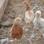 Цыплята на прогулке