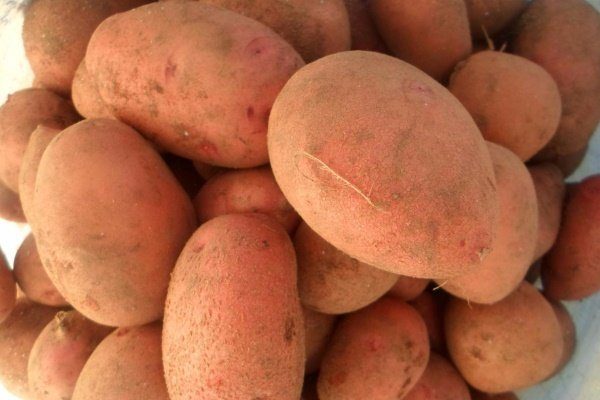 Лучшие сорта картофеля для татарстана: посадка и уход