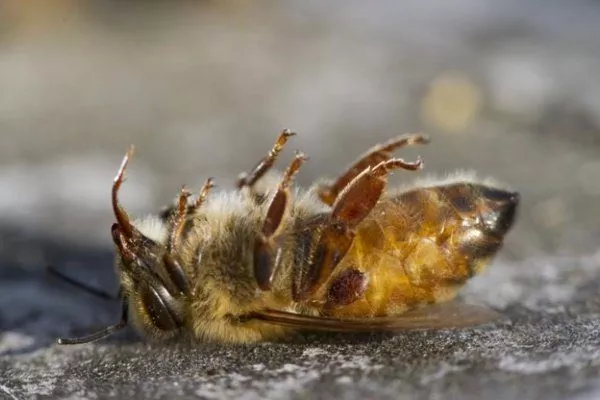 Гибель пчелы от клеща
