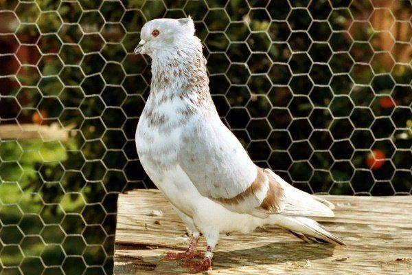 Тегеранские высоколетные голуби 