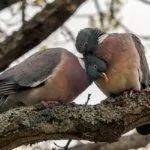 Голубиная пара