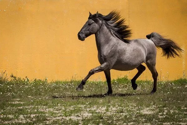 Иберийская лошадь 
