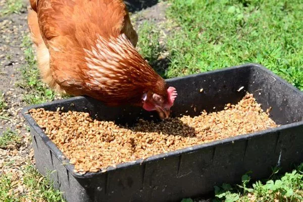 Курица клюёт зерно 