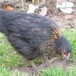 Курица щиплет траву