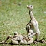 Птенцы нанду