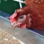 Питание птиц