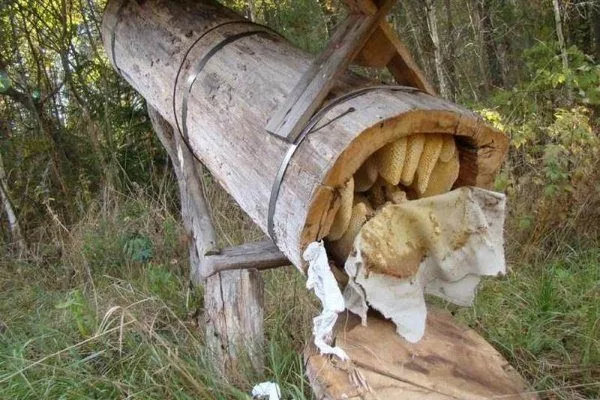 Разведение пчёл в бортях 