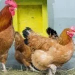 Чернохвостый Маран